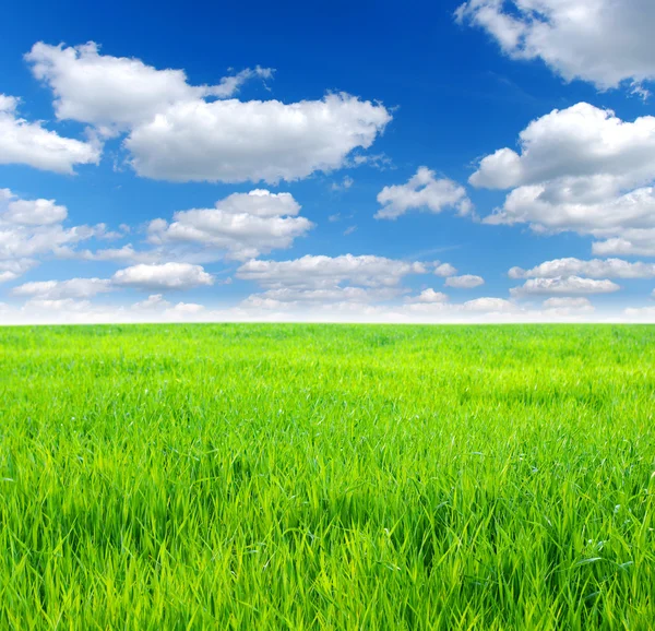 A field — Stock Photo, Image
