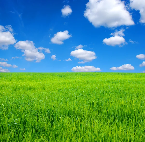 Grama Verde Campo Céu Azul Nuvens Brancas — Fotografia de Stock