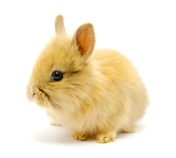 白で隔離される小さな茶色のウサギ — ストック写真