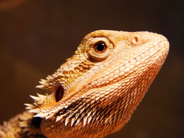 Bearded dragon clipart