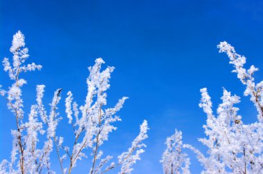 hoarfrost dalları gökte burçlar üzerine