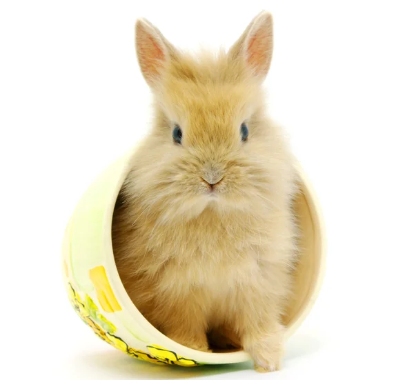 Kleines Braunes Kaninchen Isoliert Auf Weiß — Stockfoto