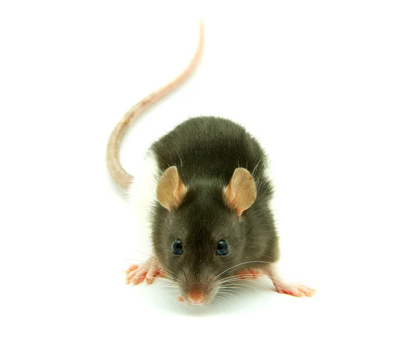 Rat Isolerad Vit Bakgrund — Stockfoto