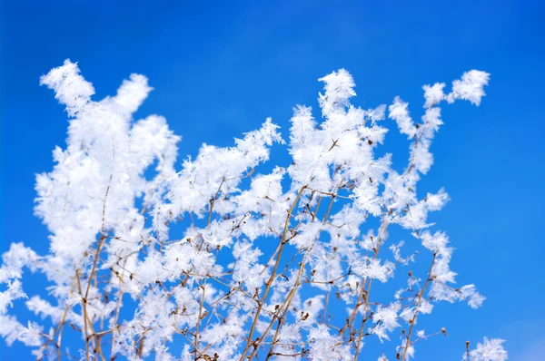 Hoarfrost Ramas Arbustos Cielo —  Fotos de Stock