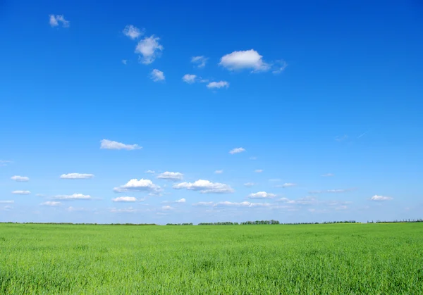 Grama Verde Campo Céu Azul Nuvens Brancas — Fotografia de Stock