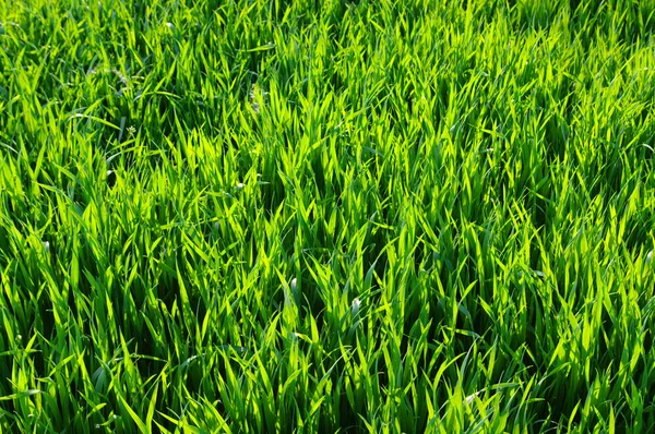 Trawnik zielony — Zdjęcie stockowe