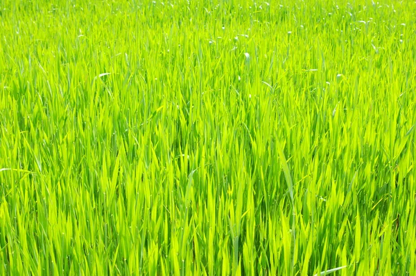 Bakgrunden Grön Gräsmatta Färska Mejade — Stockfoto