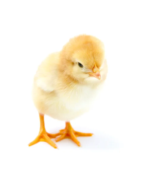 En kylling - Stock-foto