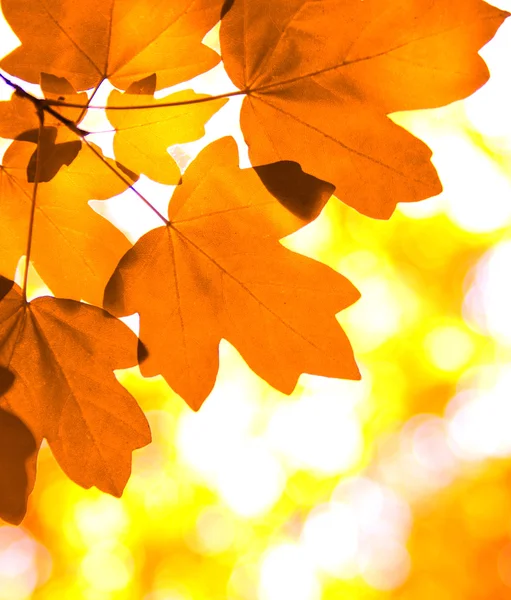 Herbst Blätter Hintergrund Auf Wald — Stockfoto