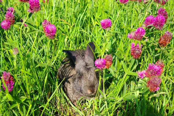 Stock image A rabbit