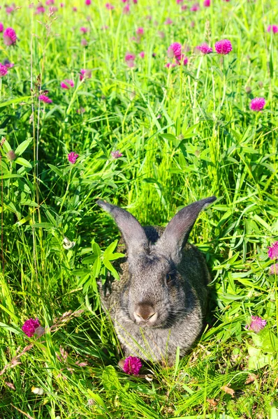 Rabbit Grass — Stock Photo, Image