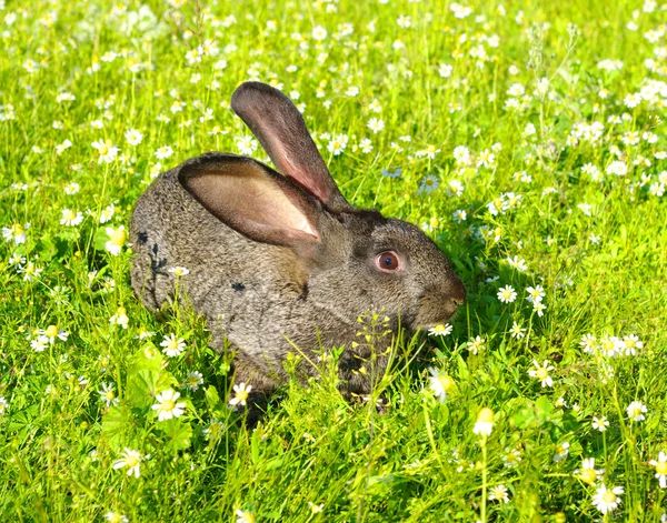 Ein Hase Auf Dem Gras — Stockfoto