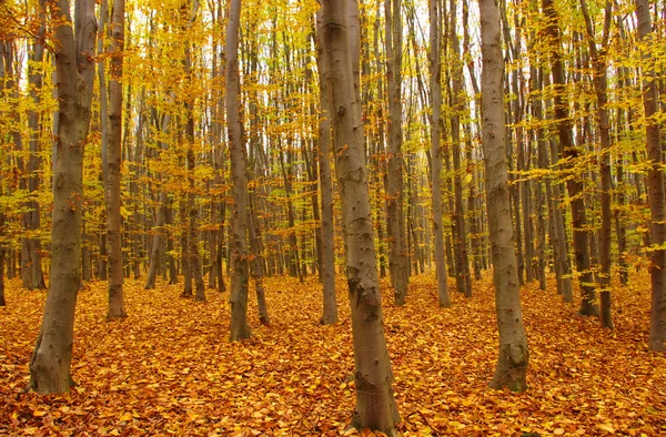 Bunte Herbstbäume Wald — Stockfoto