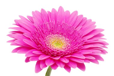 Güzel bir Gerbera çiçeğine yaklaş