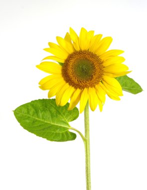 Yellow sunflower clipart