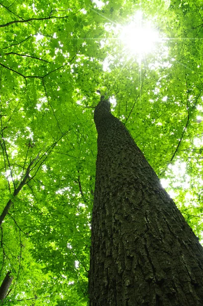 Drzewa w lesie — Zdjęcie stockowe