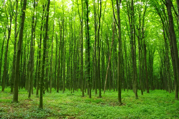 在春天的绿色森林的树木 — 图库照片