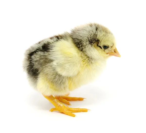Kyckling Som Isolerad Vit — Stockfoto