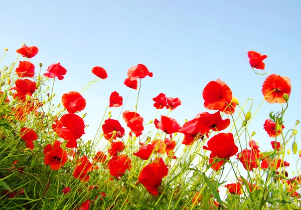 明亮的红色罂粟花在阳光灿烂的日子 — 图库照片