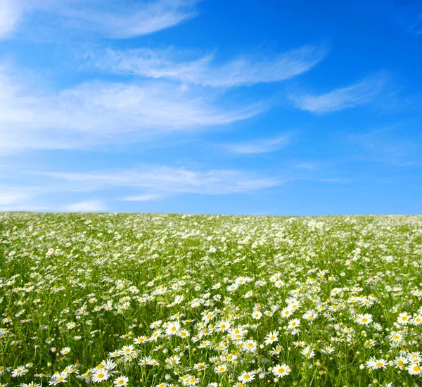 Field Camomiles Blue Cloudy Sky — Stock Photo, Image