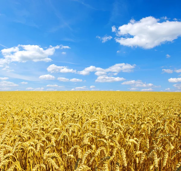 黄金の小麦畑 — ストック写真