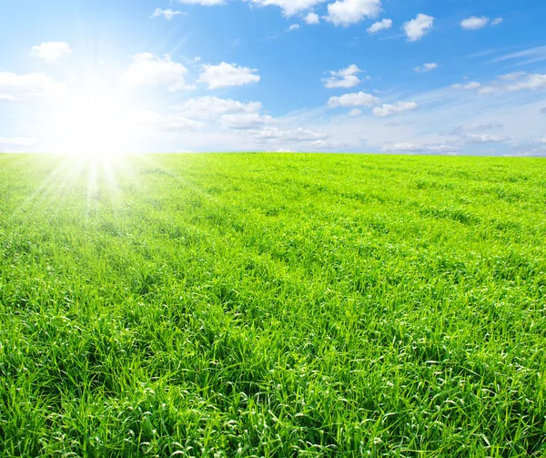 Grönt Fält Blå Himmel Och Sol — Stockfoto