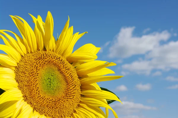 Sunflower — Stock Photo, Image