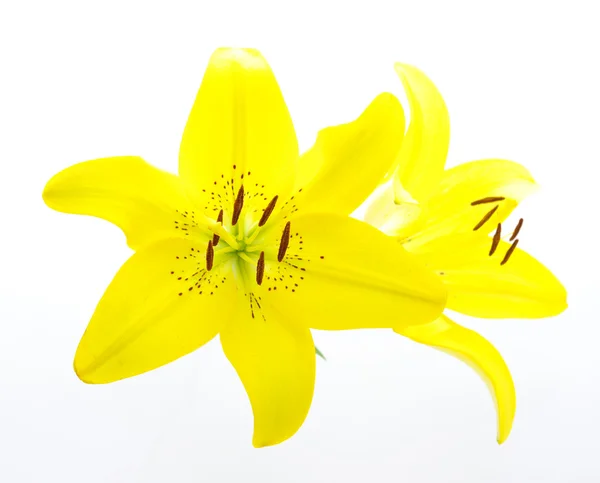 Žlutá Lilie Izolovaných Bílém Pozadí — Stock fotografie