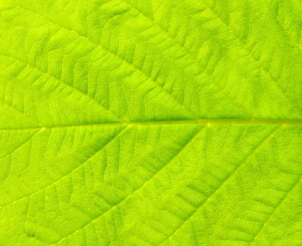 Texture des feuilles — Photo