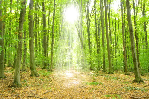 Yeşil Orman Güneş Işığı Gölgeler — Stok fotoğraf