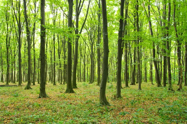 Las Zielony Światło Cienie — Zdjęcie stockowe