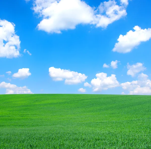 Äng Grönt Gräs Blå Himmel Och Vita Moln — Stockfoto
