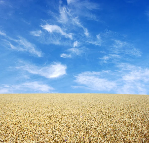 Ein Feld Aus Goldenem Weizen — Stockfoto