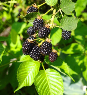 Blackberry