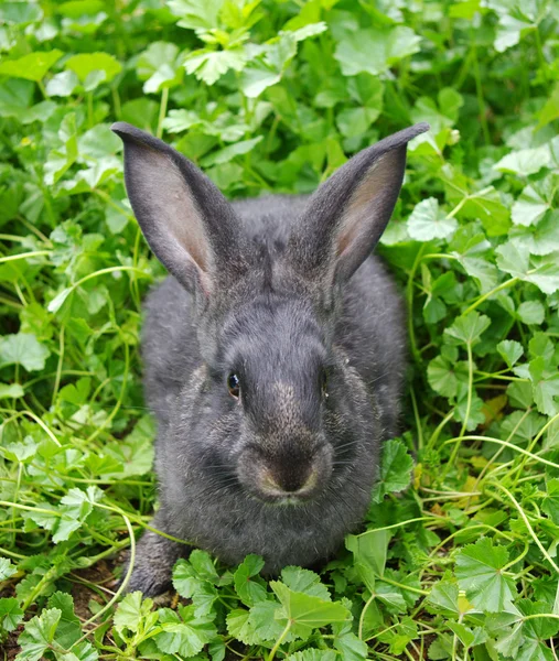 A rabbit — Stock Photo, Image