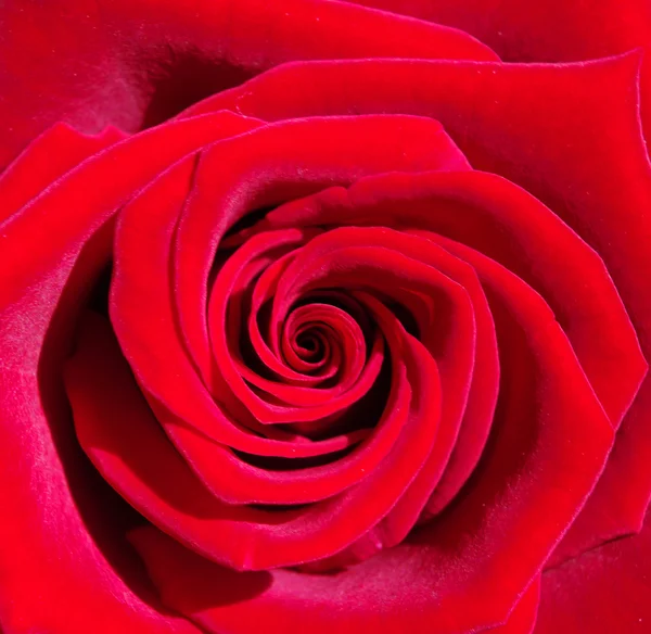 Fundo Bela Rosa Floração — Fotografia de Stock