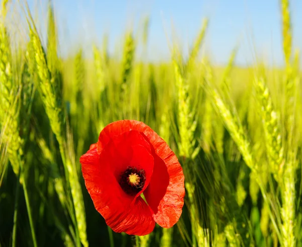Красный Мак Поле Пшеницы — стоковое фото