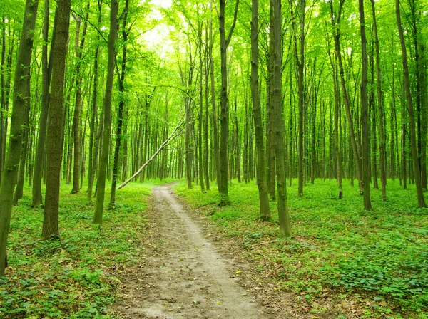 yaz yeşil orman yolu