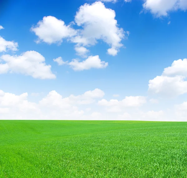 Луг Зелена Трава Блакитне Небо Білі Хмари — стокове фото