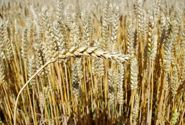 곡물 수확에 대 한 — 스톡 사진