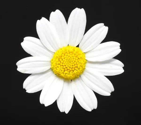 stock image Daisy on black