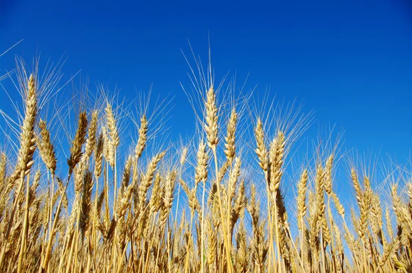 Güneşli Gökyüzü Ile Buğday Yakın Çekim — Stok fotoğraf