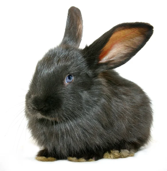 Black Rabbit Isolated White Background — Stock Photo, Image