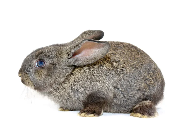 白地に隔離されたウサギ — ストック写真