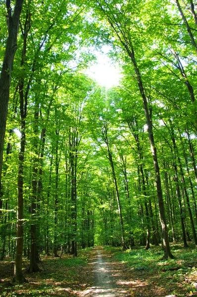 Stock image Forest