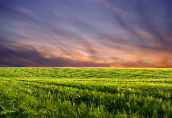 Zielone Pole Piękny Zachód Słońca — Zdjęcie stockowe