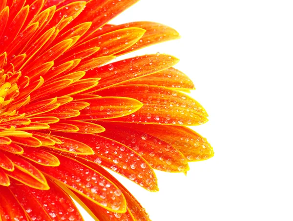 Помаранчева Квітка Гербери Ізольована Білому Тлі — стокове фото