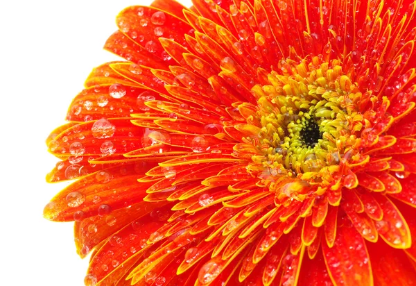 Orange Gerbera Blomma Isolerad Vit Bakgrund — Stockfoto