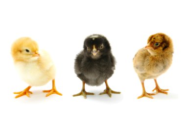 A baby chicks over a white background clipart