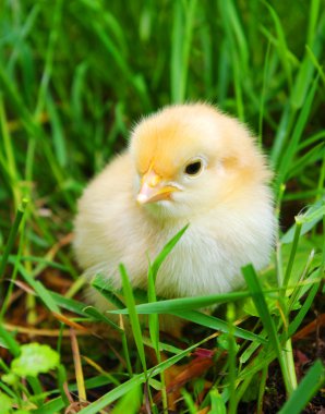 bir çim üzerinde küçük tavuk